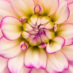 flower macro photography dahlia symmetry