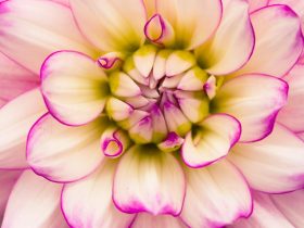 flower macro photography dahlia symmetry