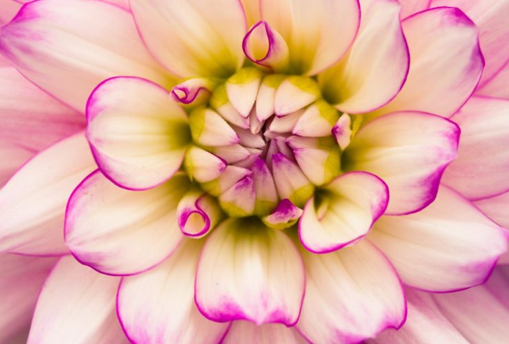 flower macro photography dahlia symmetry
